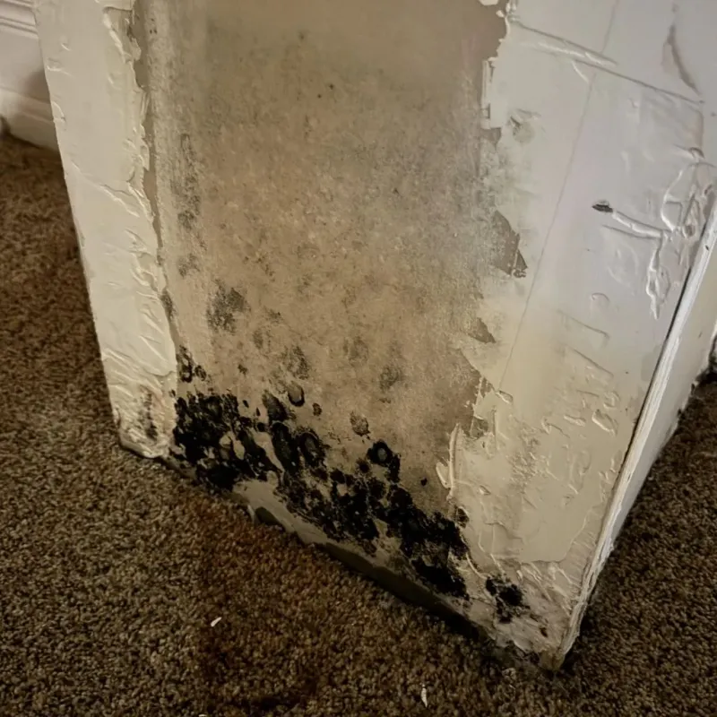 Professional Mold Removal in Orange, NJ